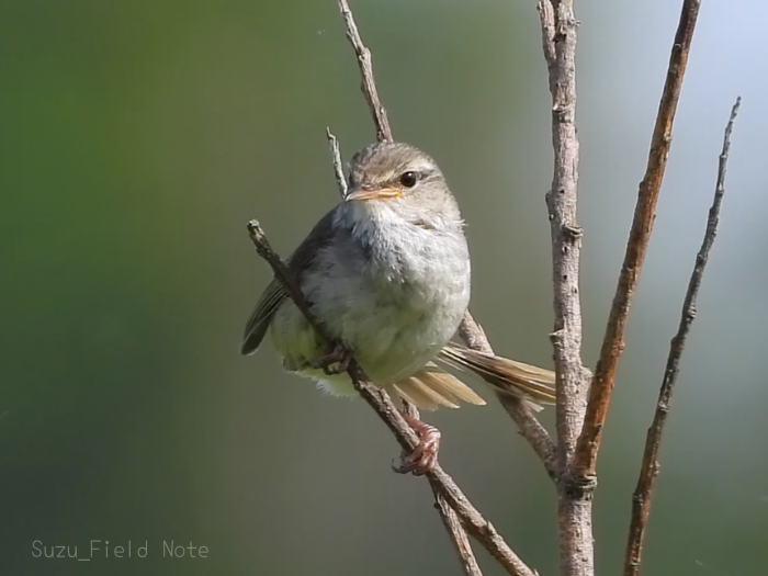 和名ウグイス　学名Horornis diphone　英名Japanese Bush Warbler